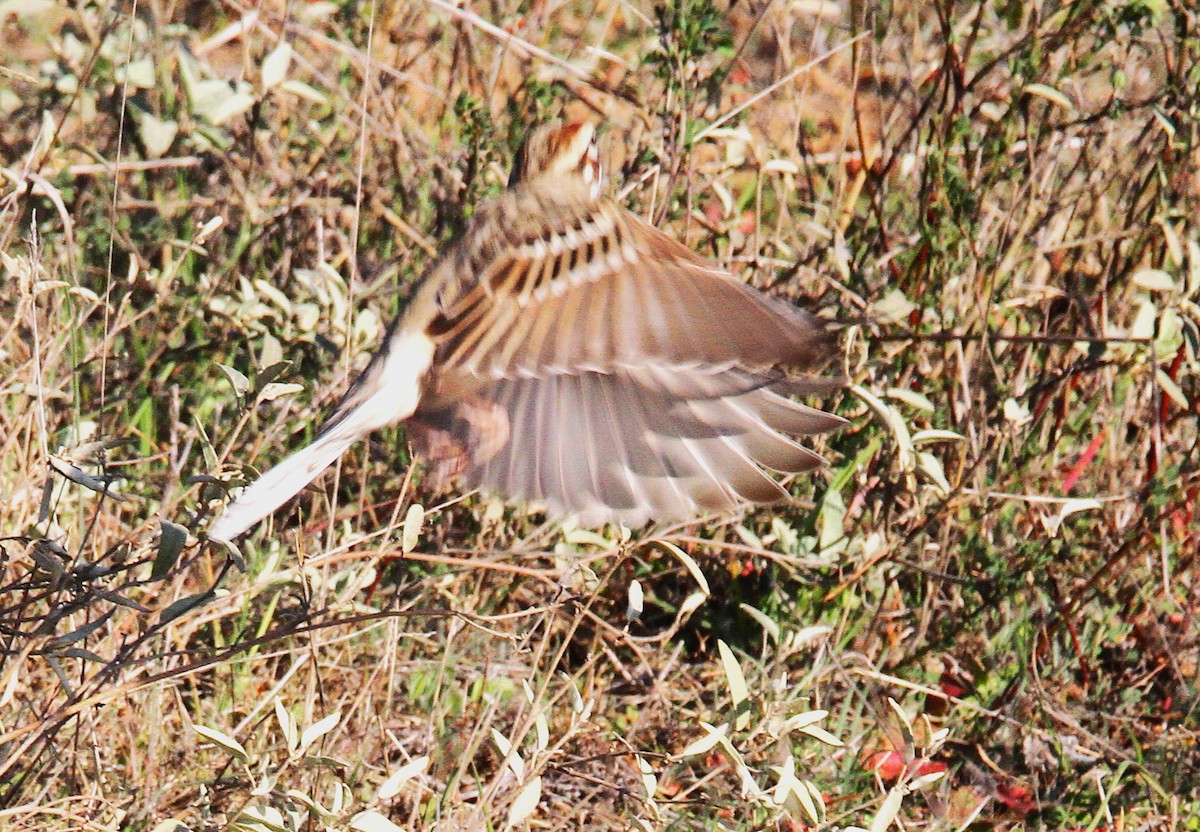 Lark Sparrow - ML629303476