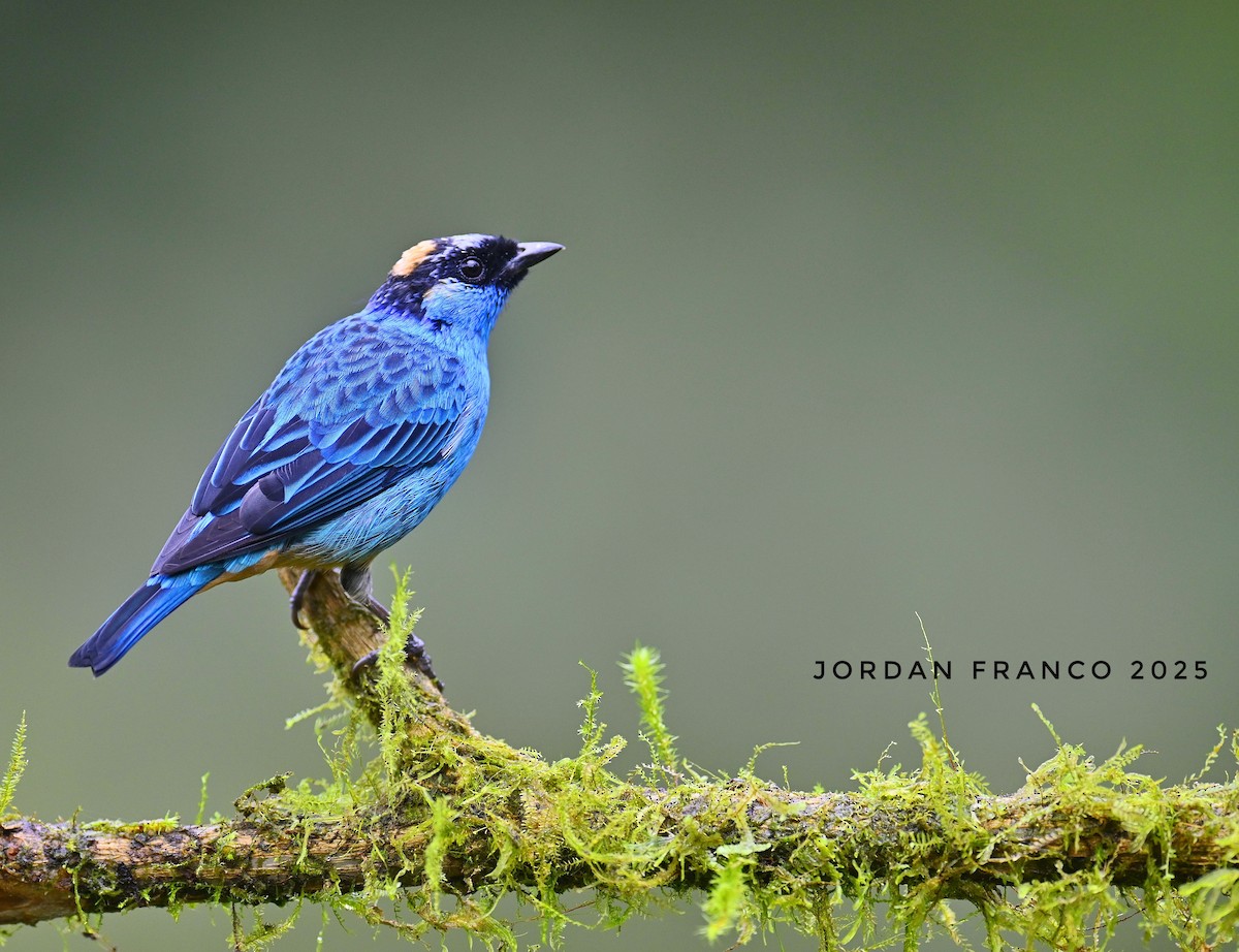 Golden-naped Tanager - ML629303803