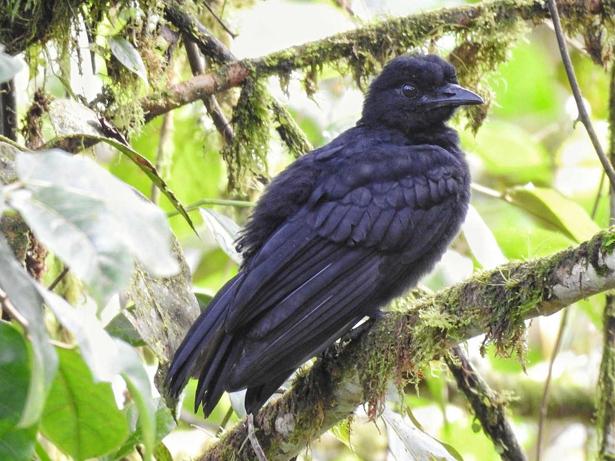 Long-wattled Umbrellabird - ML629303908