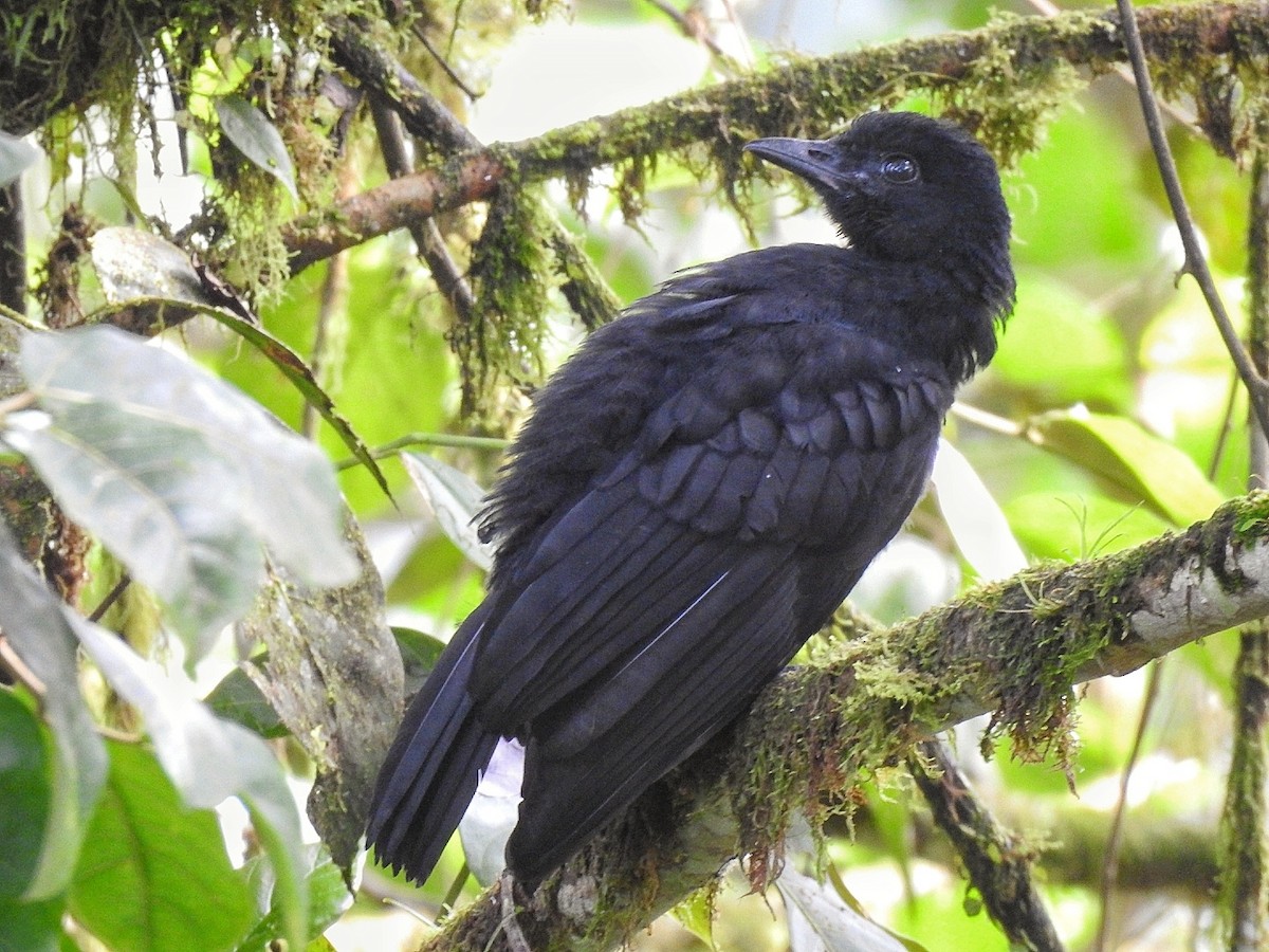 Long-wattled Umbrellabird - ML629303909