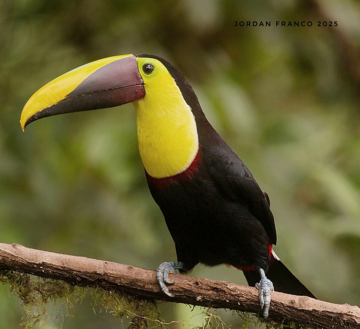 Yellow-throated Toucan - ML629303941