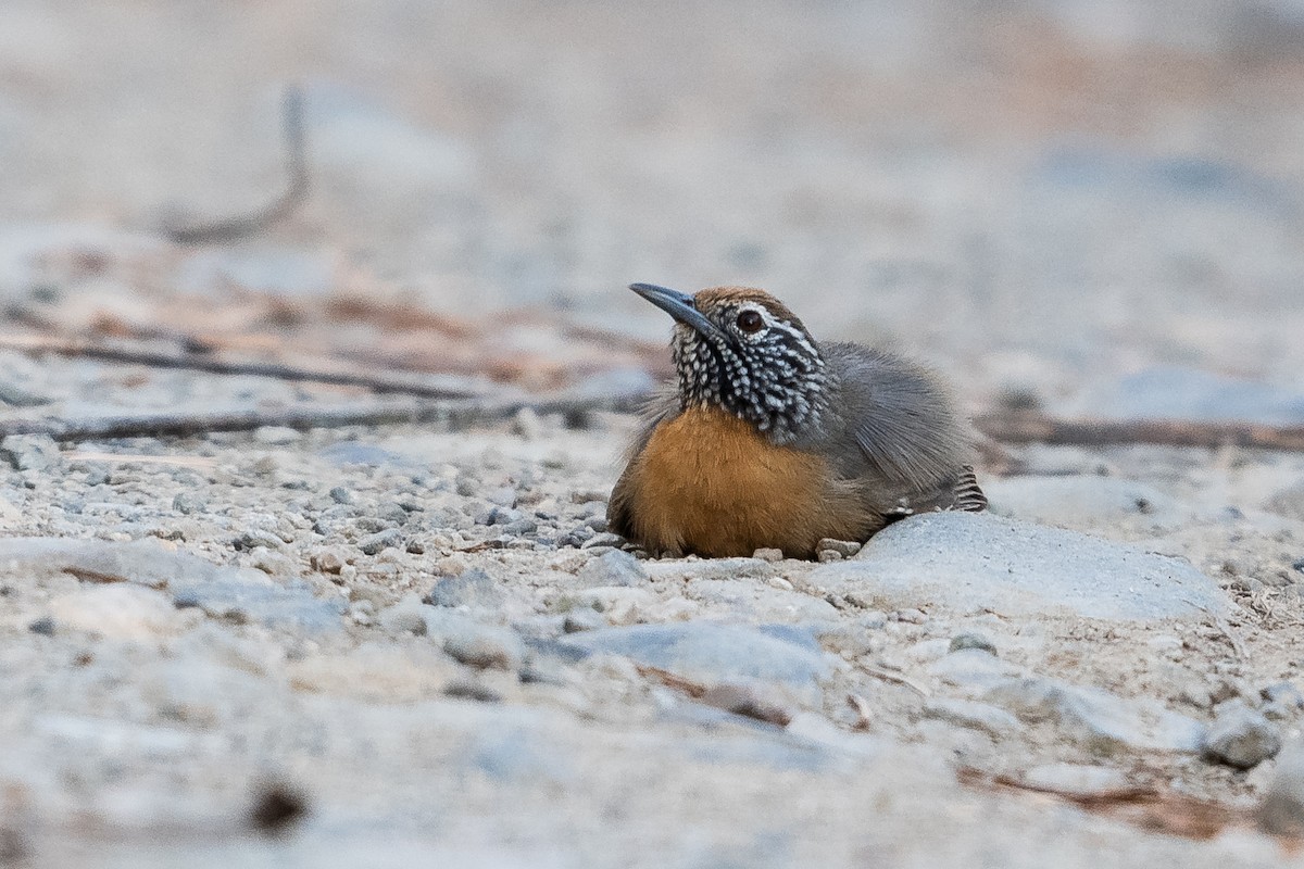Rufous-breasted Wren - ML629303955