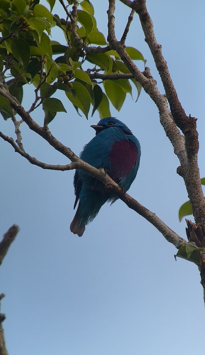 Turquoise Cotinga - ML629304053