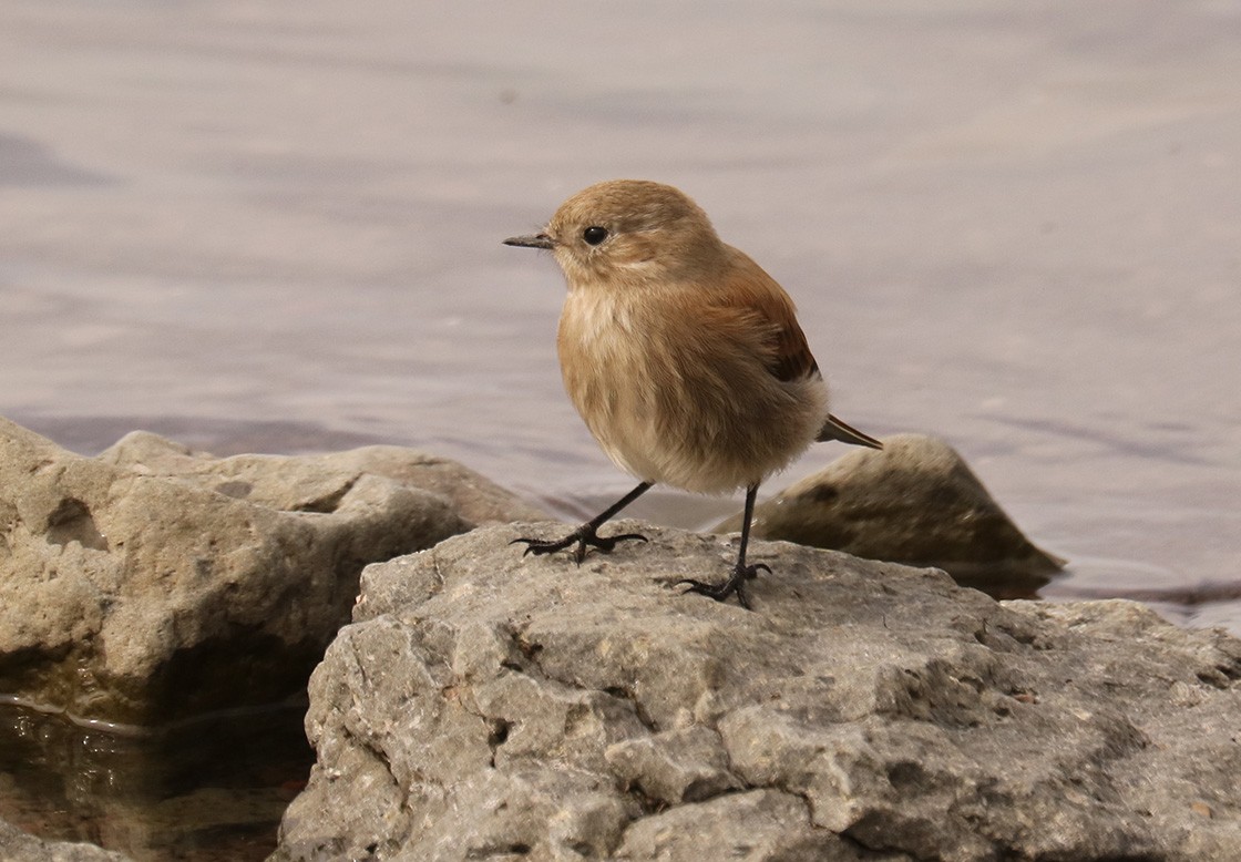 Austral Negrito - ML629304054