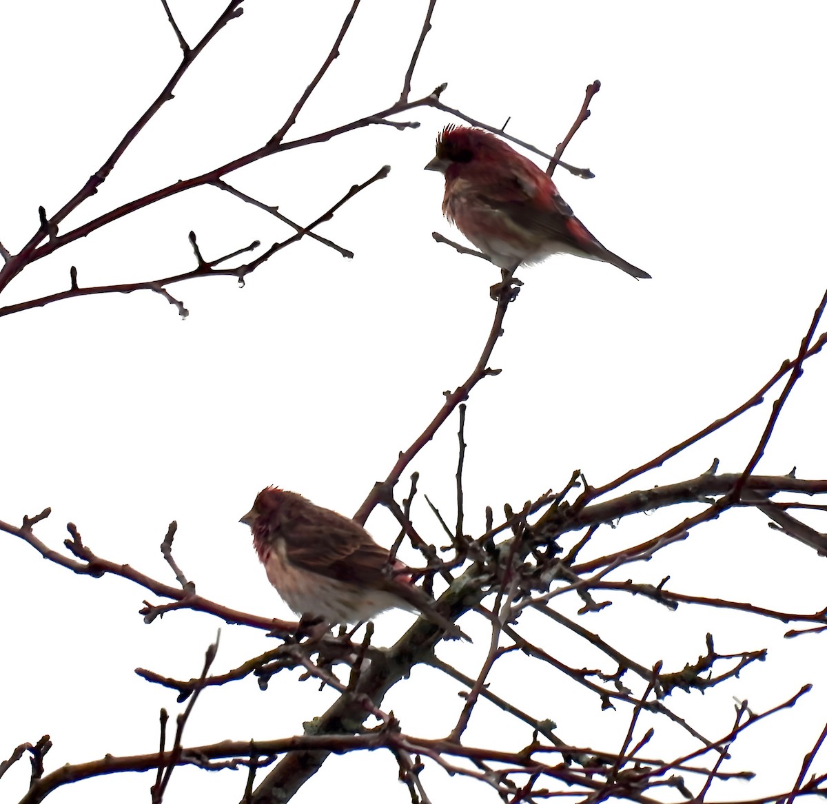 Purple Finch - ML629304058