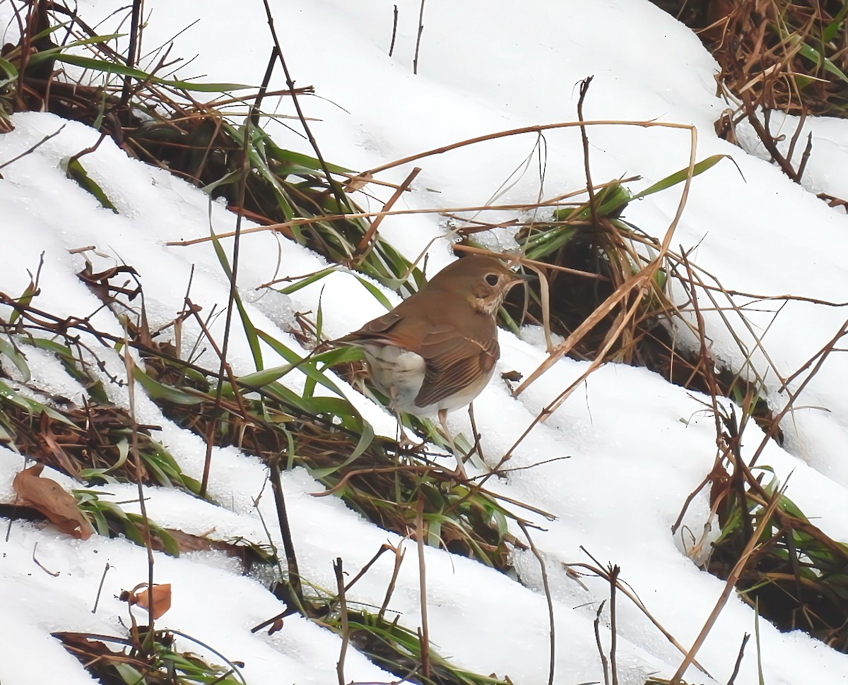 Hermit Thrush - ML629304148