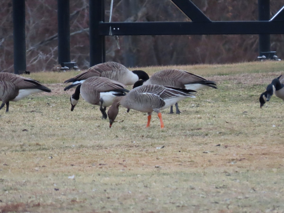 Tundra Bean-Goose - ML629304149