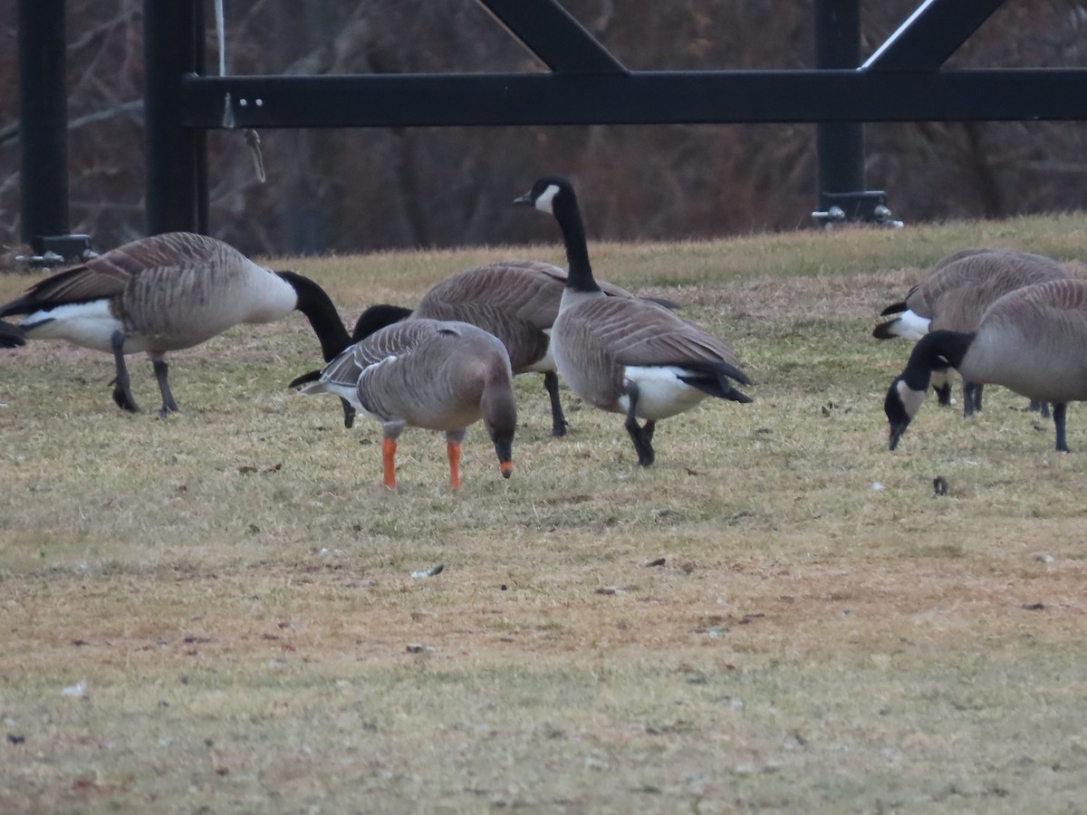 Tundra Bean-Goose - ML629304150