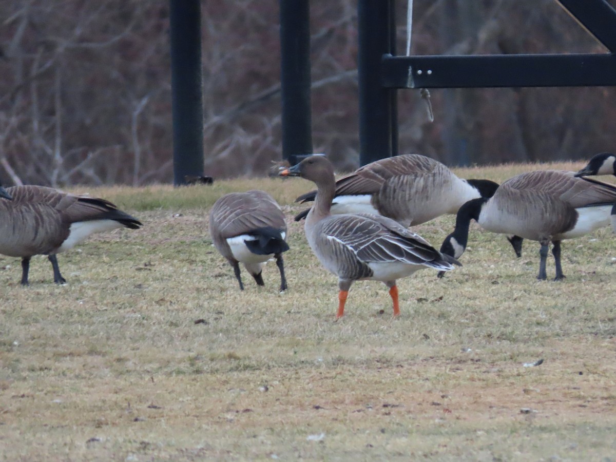 Tundra Bean-Goose - ML629304151