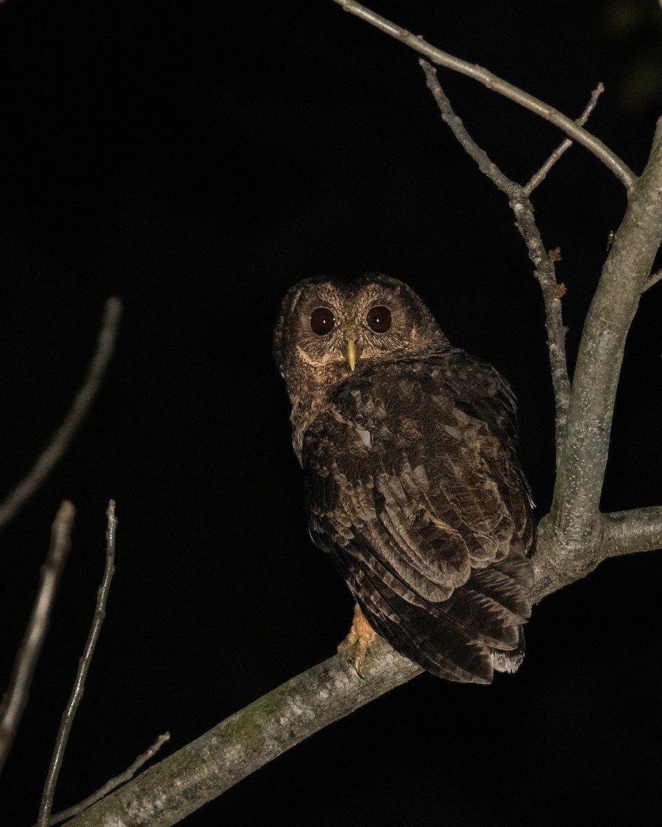 Mottled Owl - ML629304185