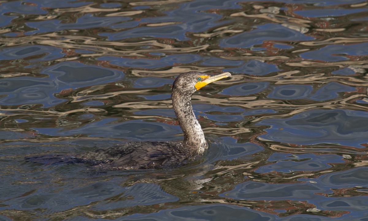 Cormoran à aigrettes - ML629304195