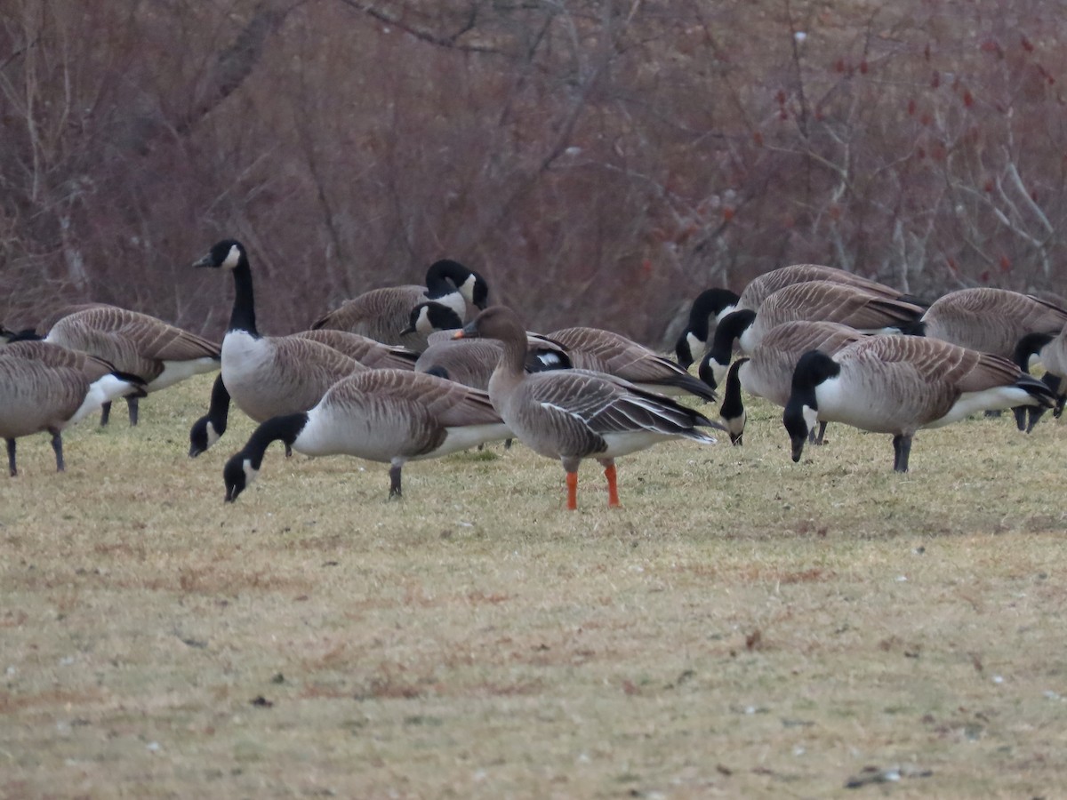 Tundra Bean-Goose - ML629304350