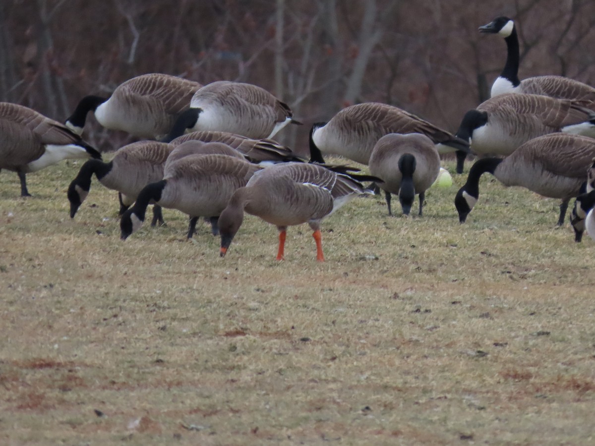 Tundra Bean-Goose - ML629304351