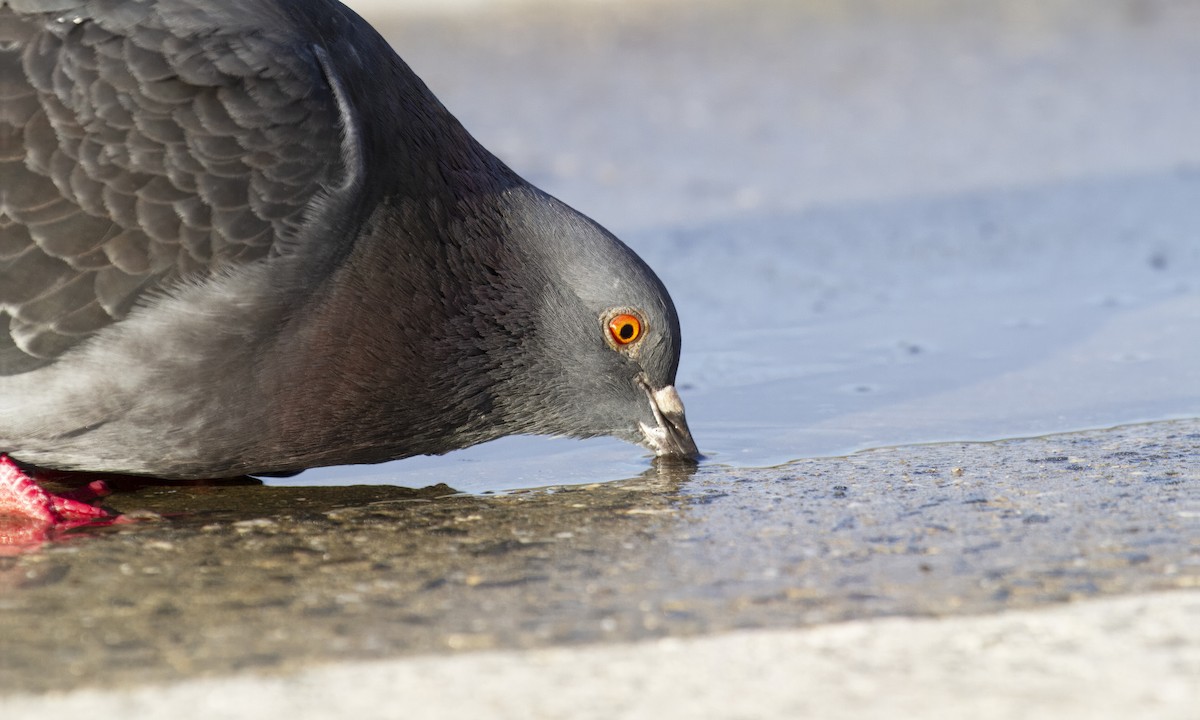 Pigeon biset (forme domestique) - ML629304372