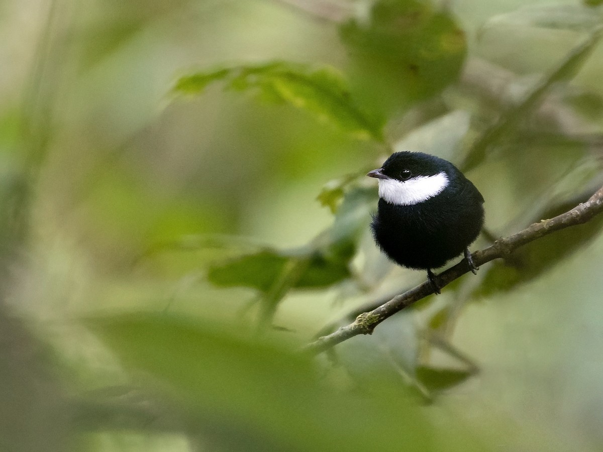 White-ruffed Manakin - ML629304447