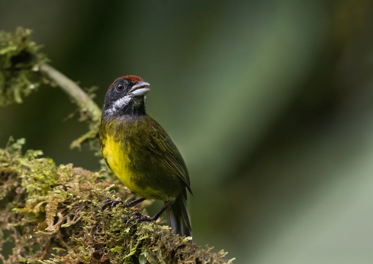 Sooty-faced Finch - ML629304526