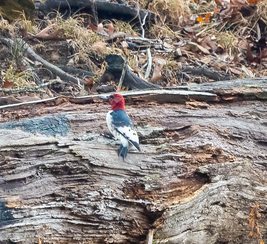Red-headed Woodpecker - ML629304607