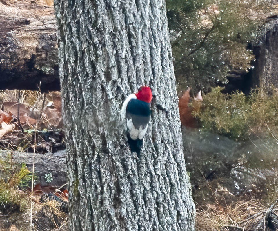 Red-headed Woodpecker - ML629304619