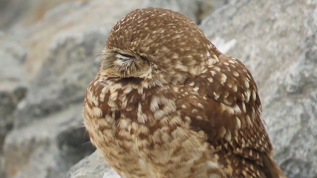 Burrowing Owl - ML629304718