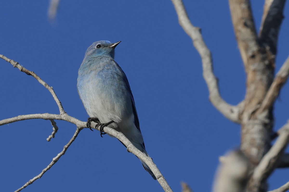 Mountain Bluebird - ML629304729