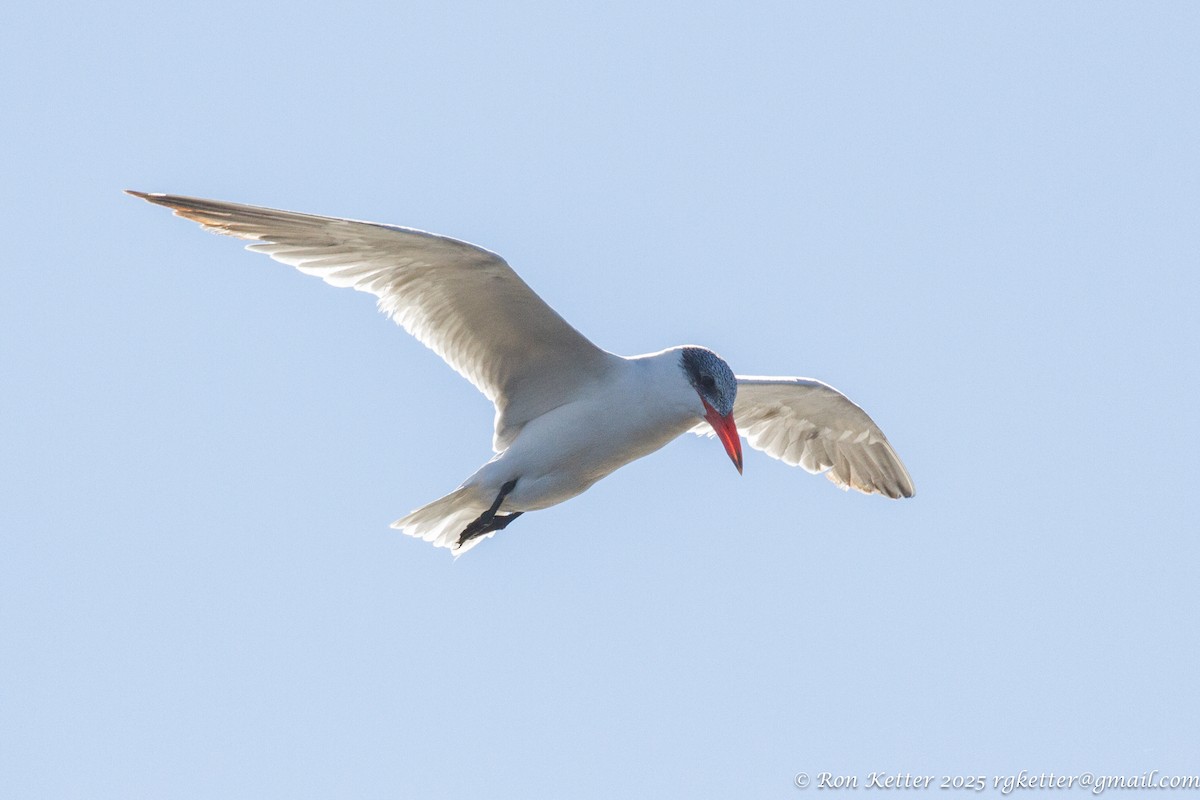 Caspian Tern - ML629304771