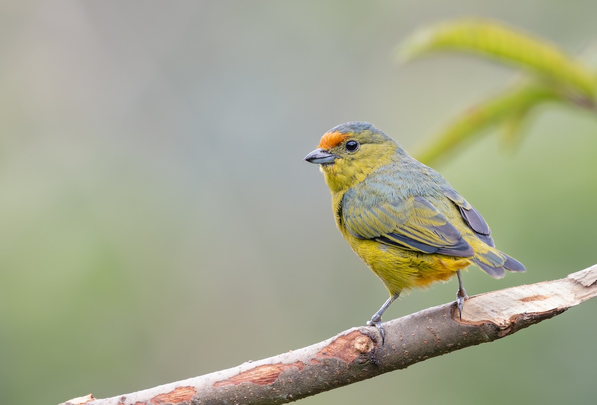 Spot-crowned Euphonia - ML629304797