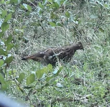 Ruffed Grouse - ML629304867