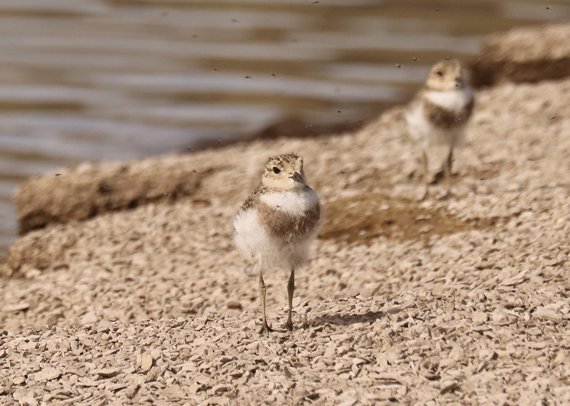 Two-banded Plover - ML629304917