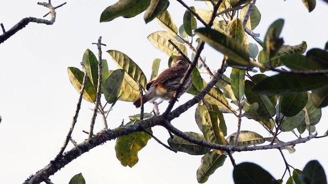 Ferruginous Pygmy-Owl - ML629305012