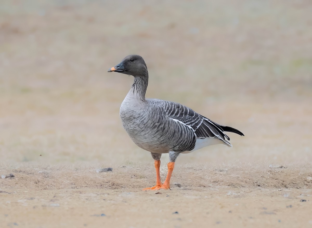 Tundra Bean-Goose - P Carl