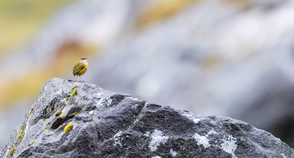 Acantisita Roquero - ML629305256