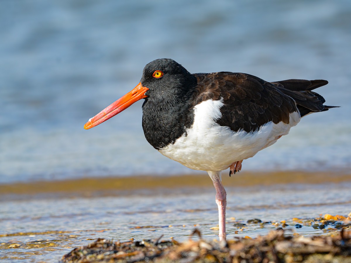 American Oystercatcher - ML629305448