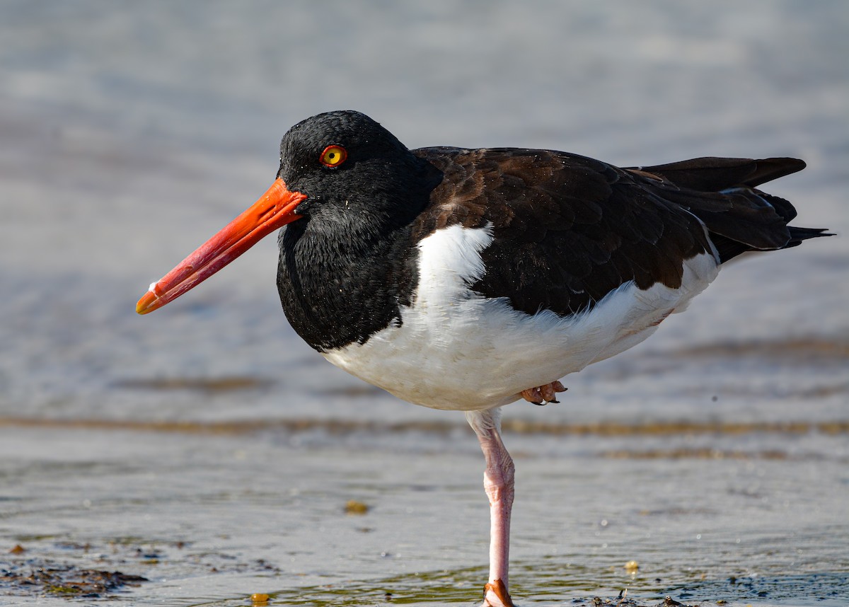 American Oystercatcher - ML629305449