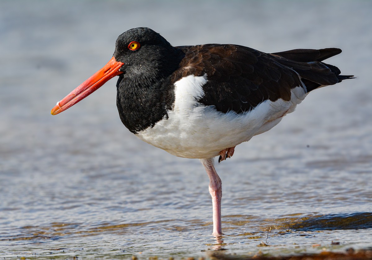 American Oystercatcher - ML629305450