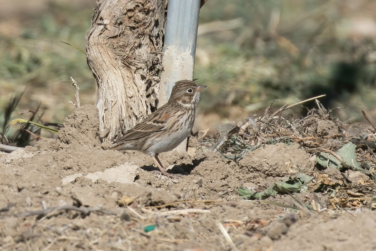 Vesper Sparrow - ML629305554