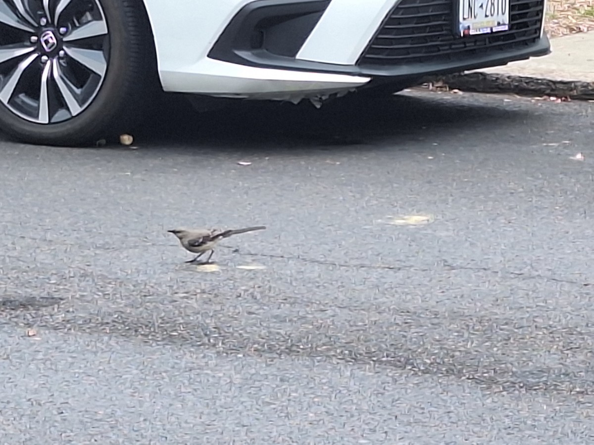 Northern Mockingbird - ML629305972