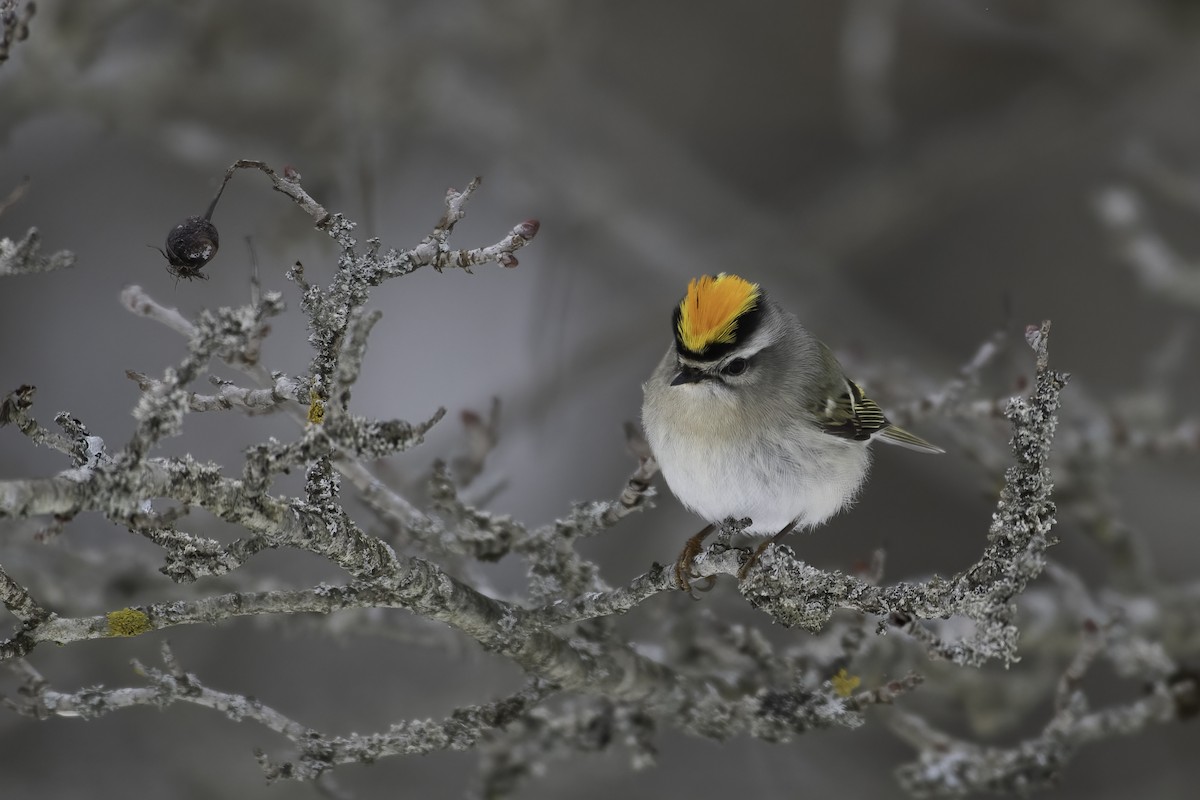 Golden-crowned Kinglet - Christy Hibsch