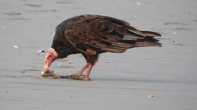 Turkey Vulture - ML629306288