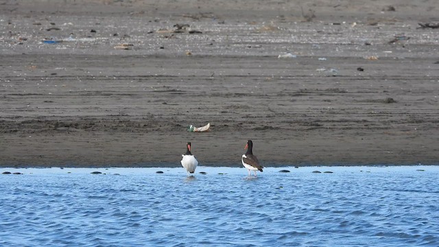 American Oystercatcher - ML629306310