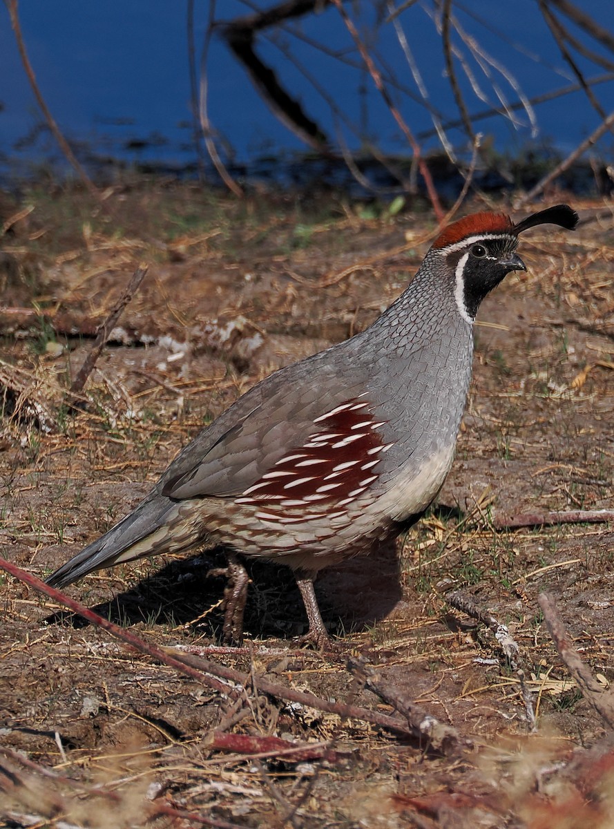 Gambel's Quail - ML629306463