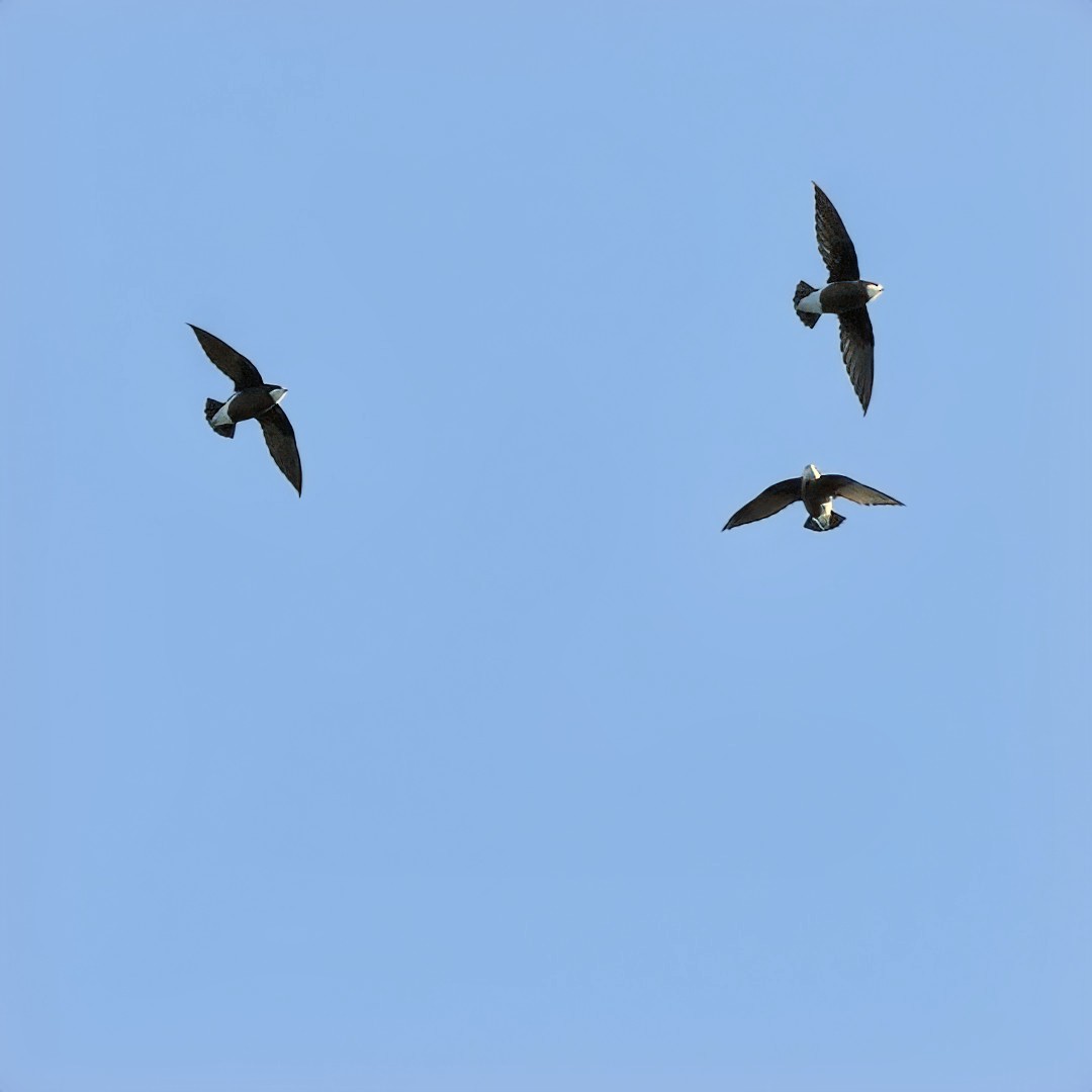 White-throated Needletail - ML629306648