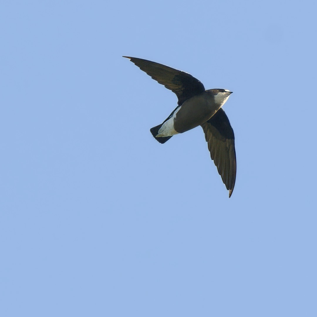 White-throated Needletail - ML629306649