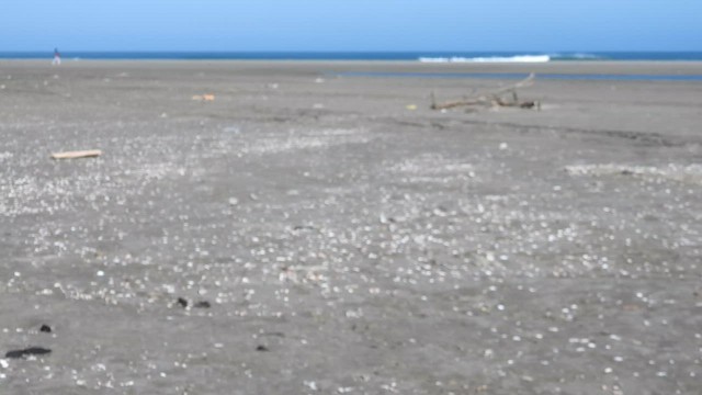 Snowy Plover - ML629306790