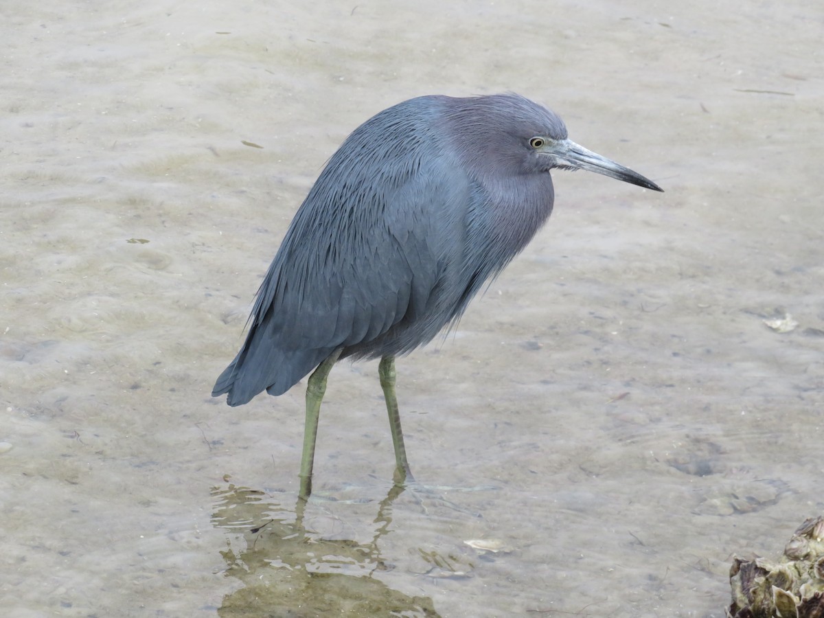 volavka modrošedá - ML629306966