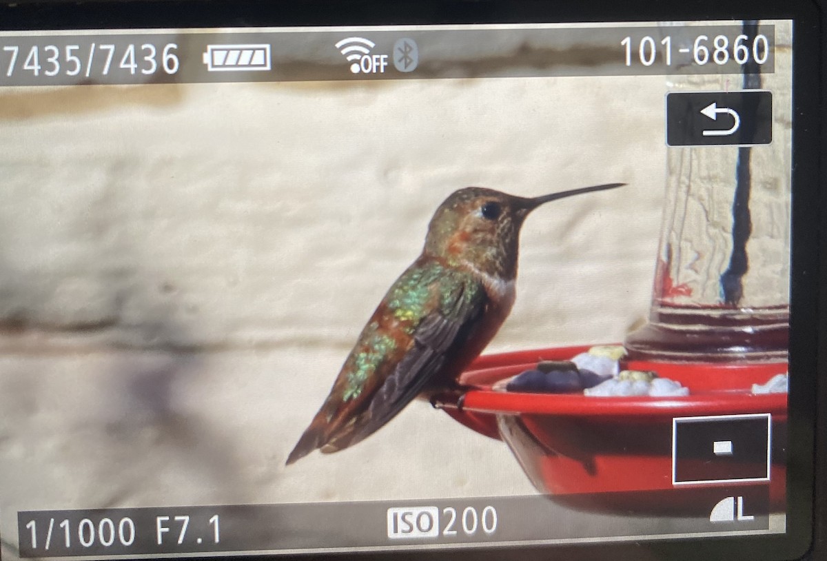 kalypta rezavolesklá - ML629307197