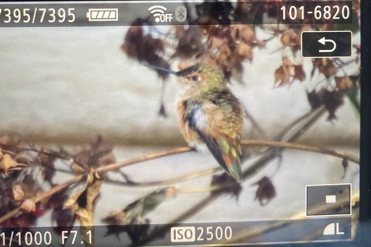 kalypta rezavolesklá - ML629307198