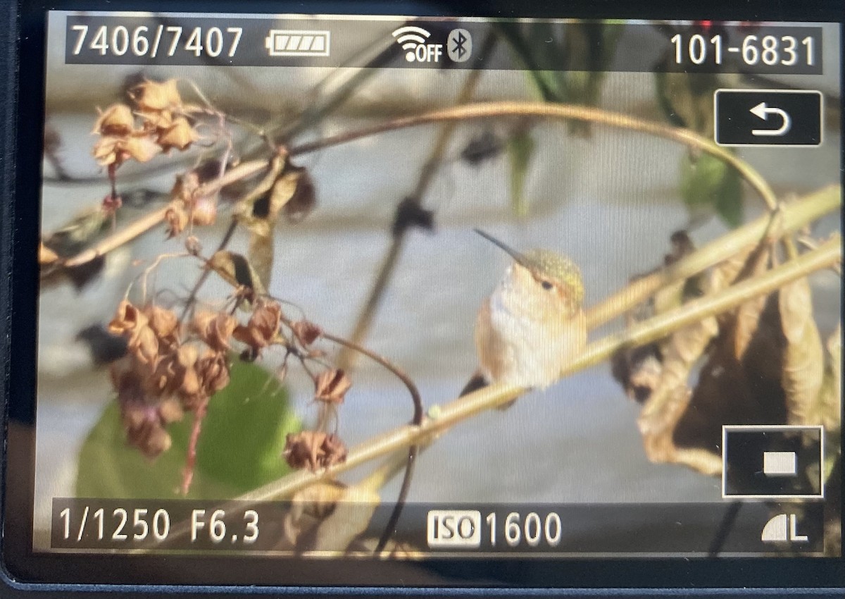 kalypta rezavolesklá - ML629307199