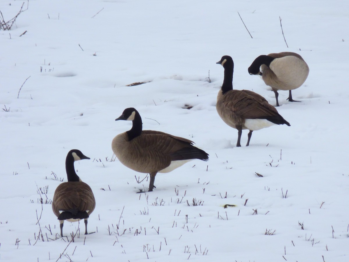 Canada Goose - ML629307265