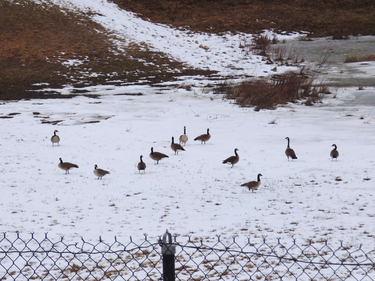 Canada Goose - ML629307271