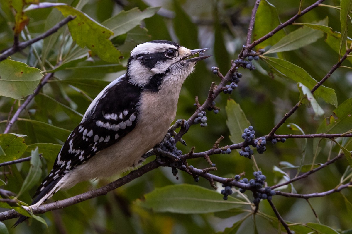 Downy Woodpecker - ML629307276